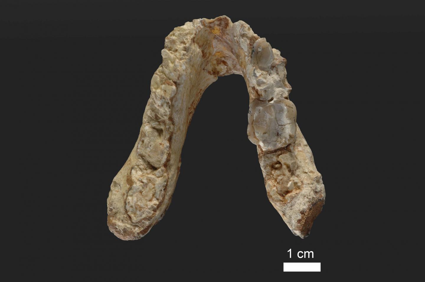 Lower Jaw of <i>Graecopithecus freybergi</i> (El Graeco)