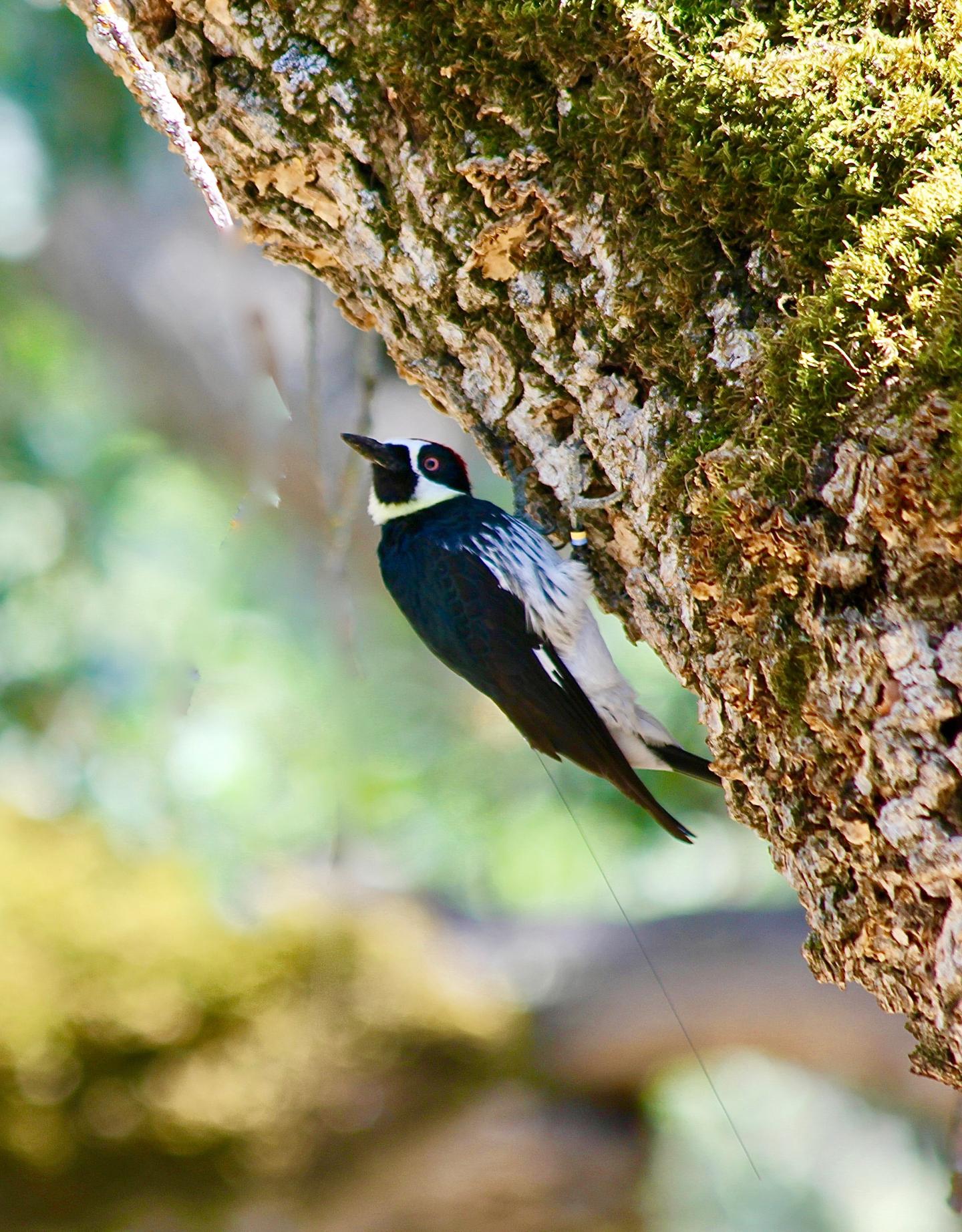 Acorn Woodpecker