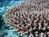 A Colony Of Acropora Millepora On the Great Barrier Reef