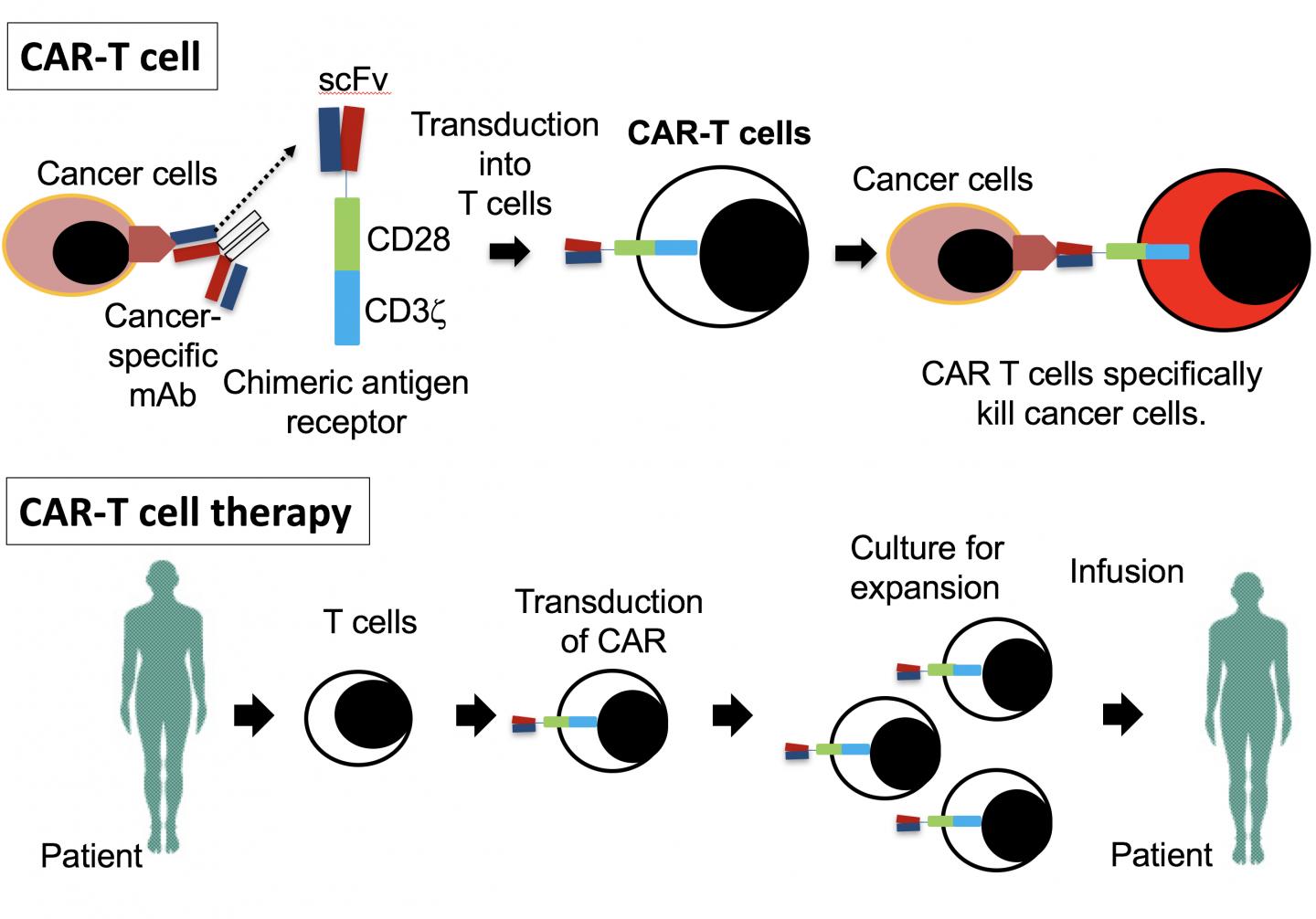 Car t cell therapy rrmm