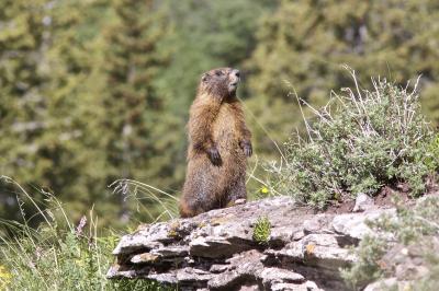 Marmot