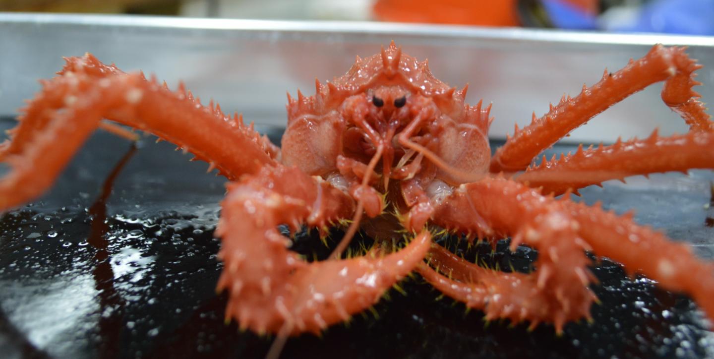 King Crabs Pose Threat to Antarctic Ecosystems