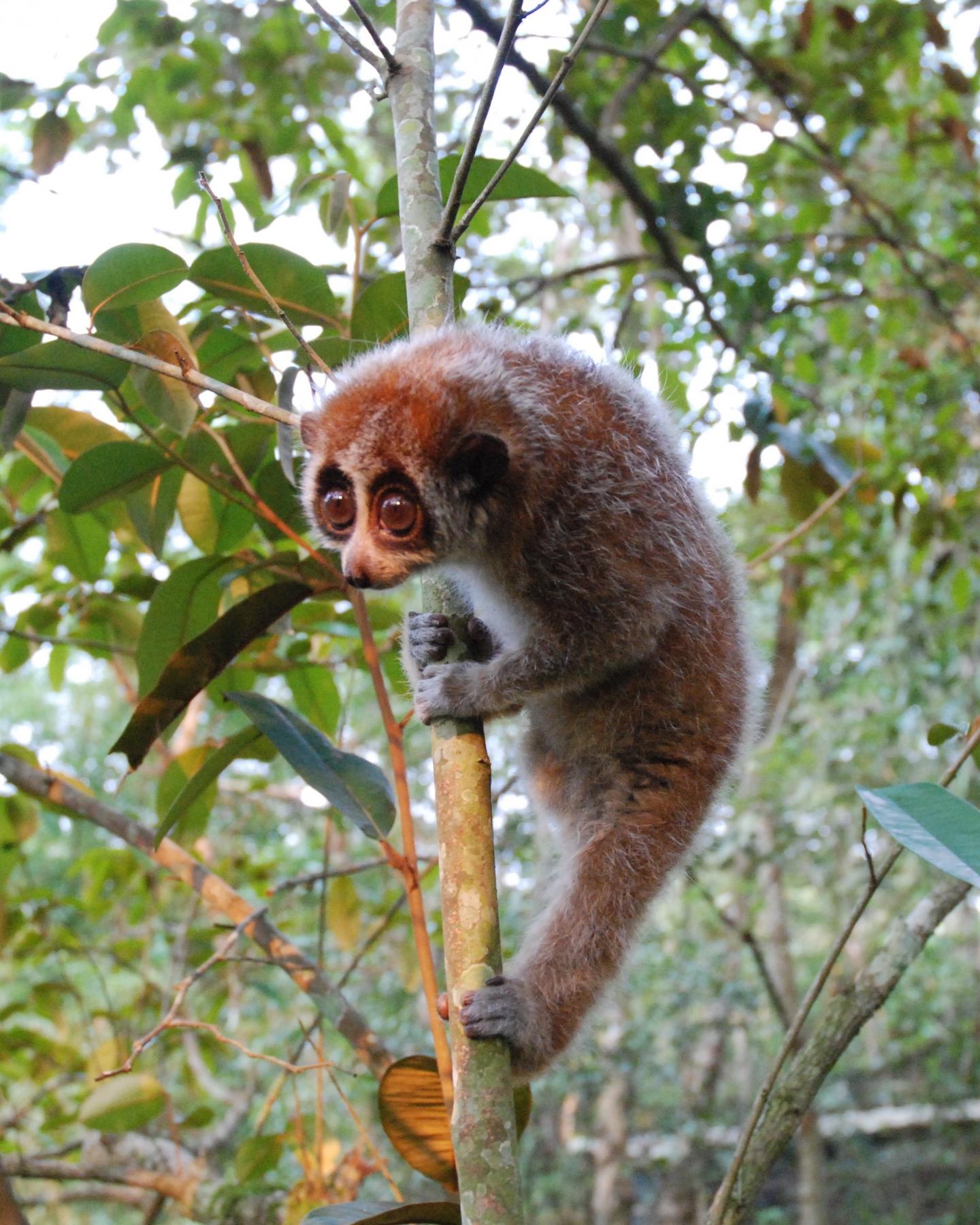 Pygmy Slow Loris