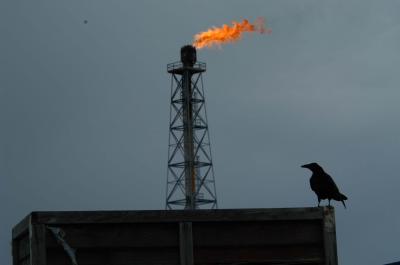 Raven in Prudhoe Bay