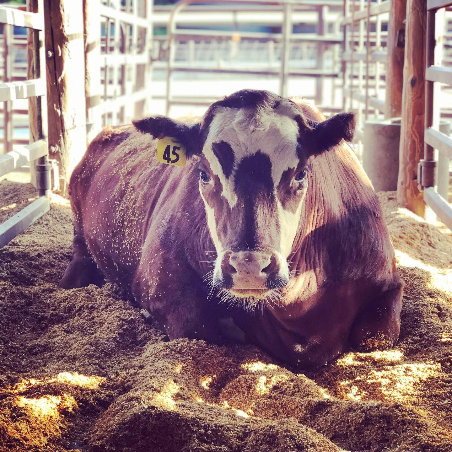 Steer at UC Davis Beef Barn
