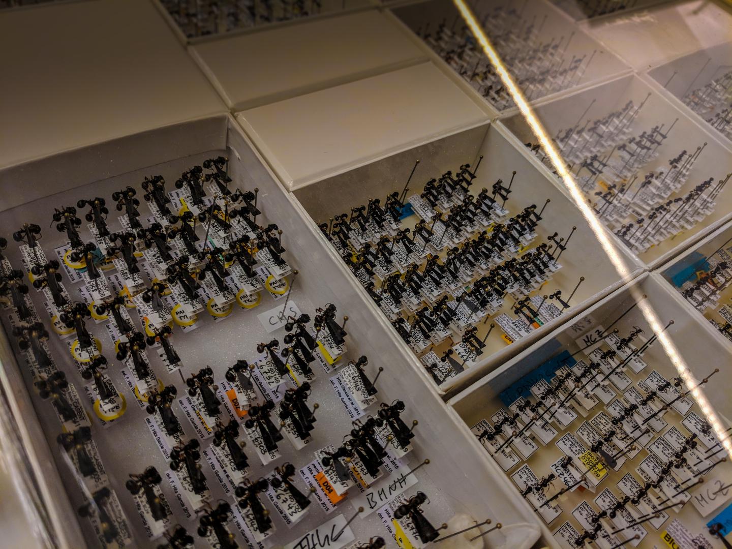 Ant Specimen Collection