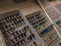 Ant Specimen Collection