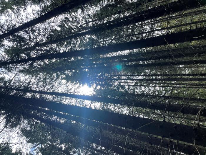 Evergreen needleleaf forest in the sunshine