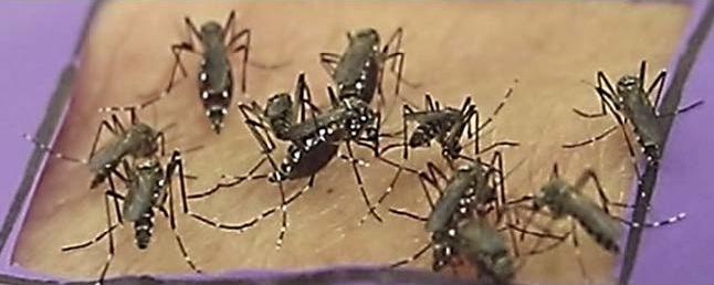 Live Human Skin Experiments in Which Mosquitos Are Presented with a Defined Patch of Bare