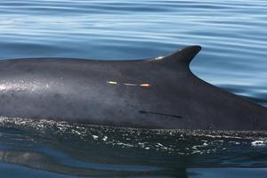 Biopsy collection of a fin whale