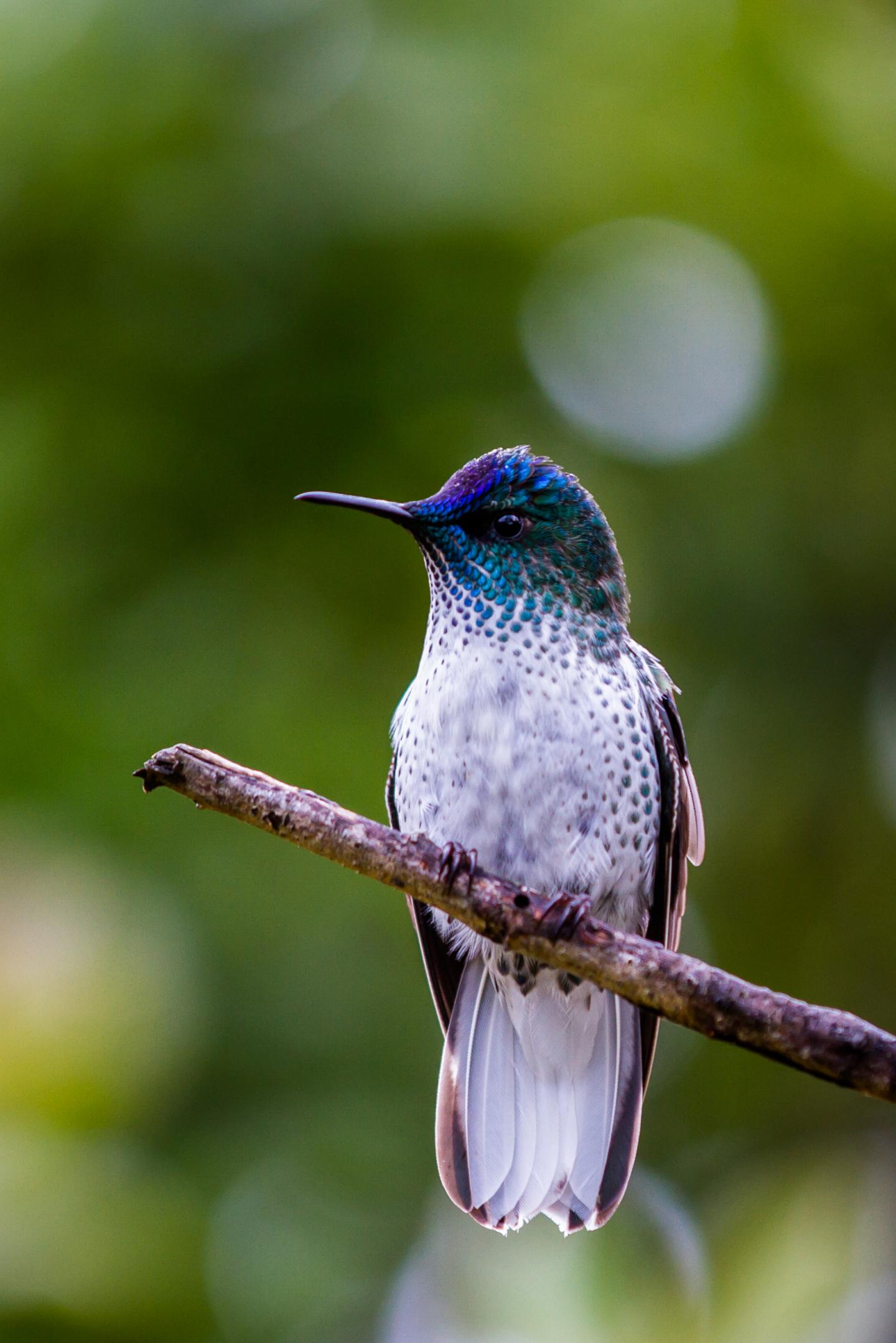 JFI Firecrown (Female)