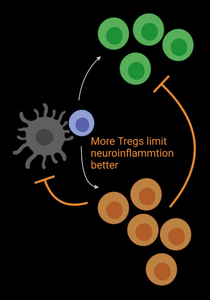 Genetic deletion of Piezo1 in T cells leads to protection in autoimmunity