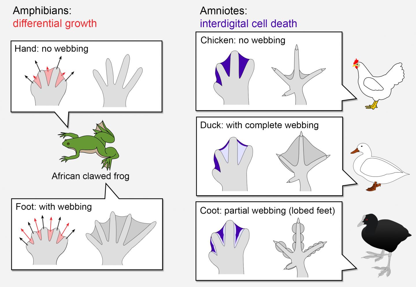 Strategies to Shape the Limbs