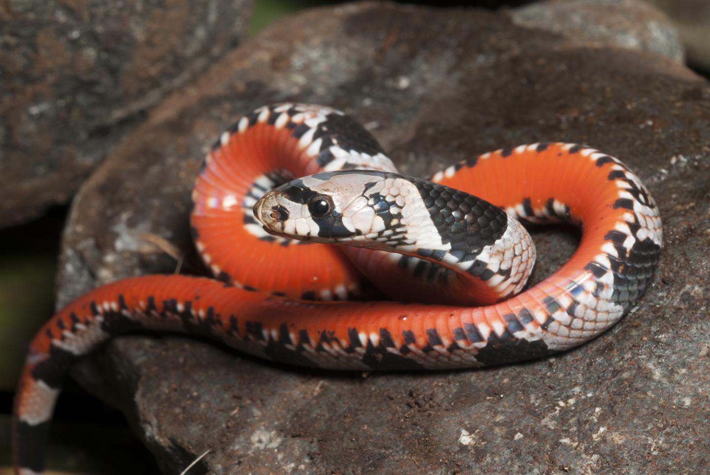 <i>Oligodon maculatus</i>