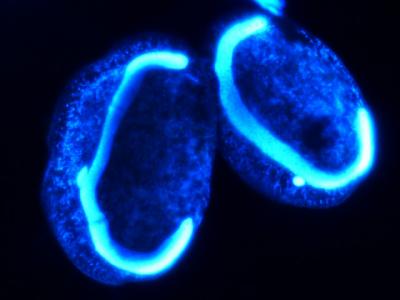 Researchers Rethink Symbiosis 2