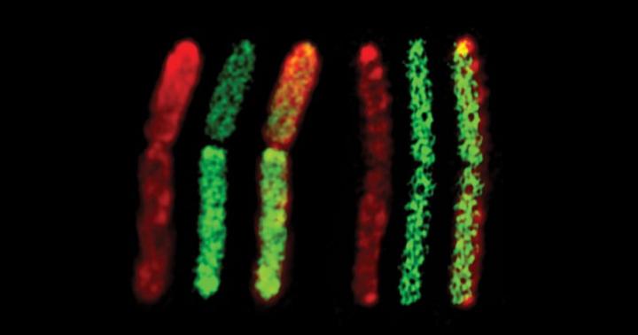 When Two Bacteria Become One