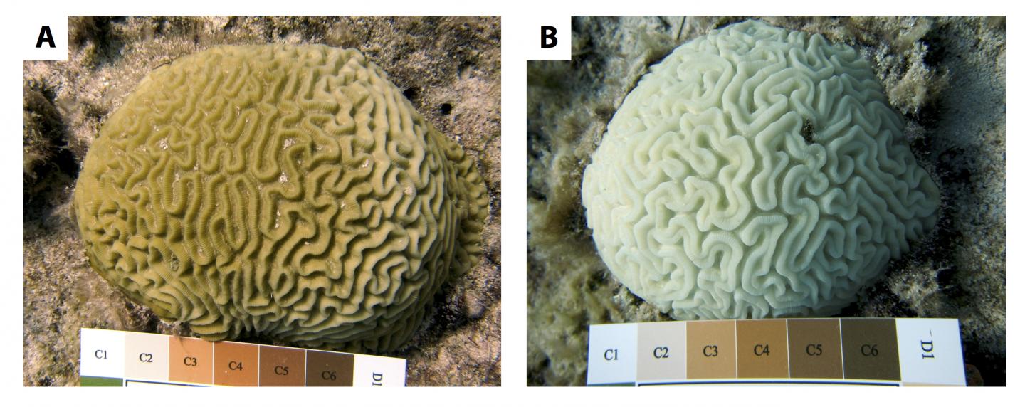 Silliman Coral Compared