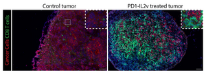 Fluorescence microscopy of a control tumor vs a PD1-IL2v treated tumor.