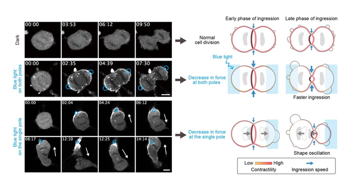 Local light illumination experiments during cell division