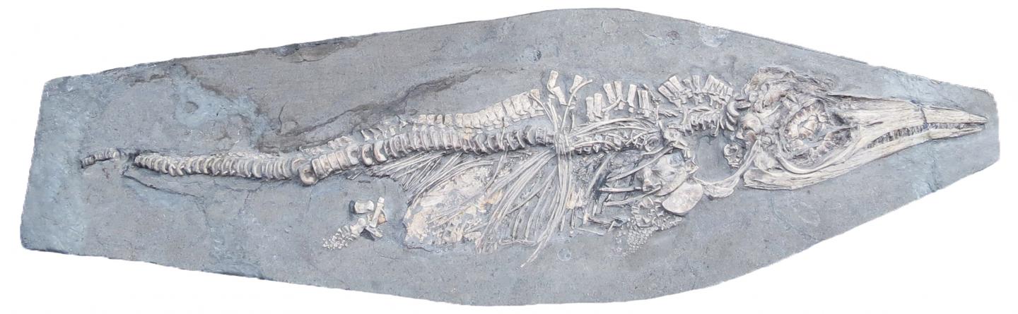 Newborn Ichthyosaur