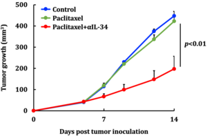 Suppresionof IL-34 drastically reduces tumor chemoresistance