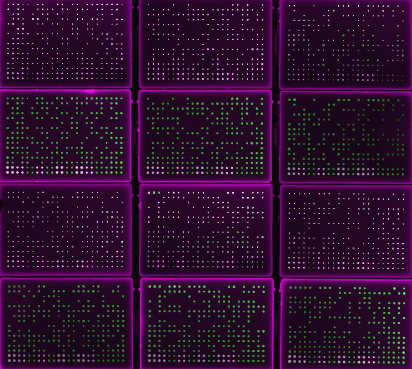 Chlamydomonas Cell Colonies