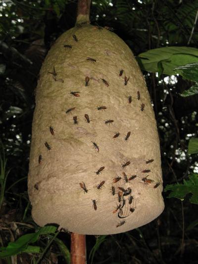 <i>Polybia dimidiata</i>