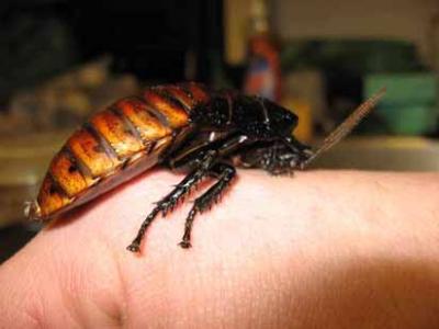 Hissing Cockroach