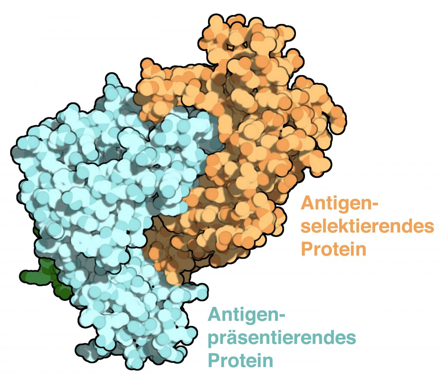 Protein Model