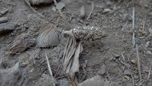 Partially domesticated maize is found in caves in Brazil