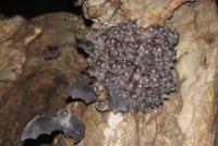 A Cluster of Greater Horseshoe Bats (Rhinolophus Ferrumequinum) Roosting in a Cave at the End of Win