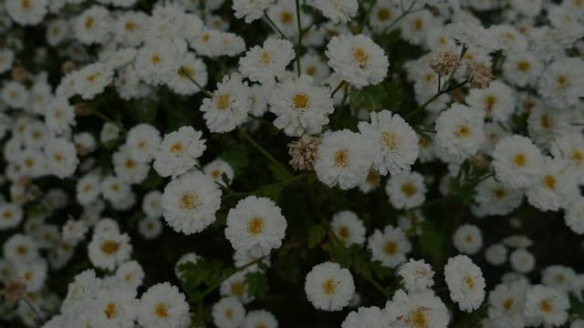 Hidden Chemistry in Flowers Shown to Kill Cancer Cells