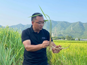 Dr. Liu Huan, Chief Scientist of BGI Research Agriculture, shows African wild rice’s (Oryza longistaminata) rhizomes