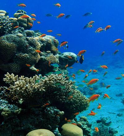 Coral Reefs Show Hidden Genetic Diversity