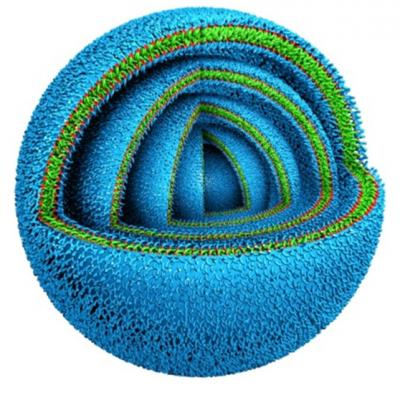 Onion Vesicle Illustration