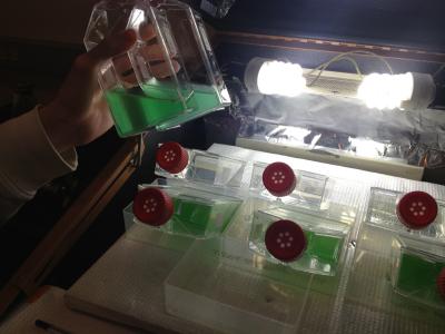 Algae Sense a Wide Spectrum