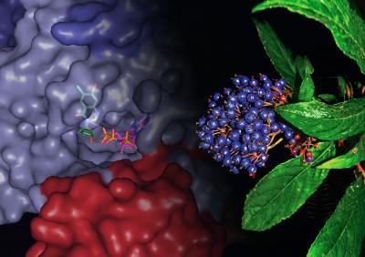 Schimmel <i>Nature</i> paper image