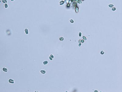 Microscopy Image of Cryptophyte Algae
