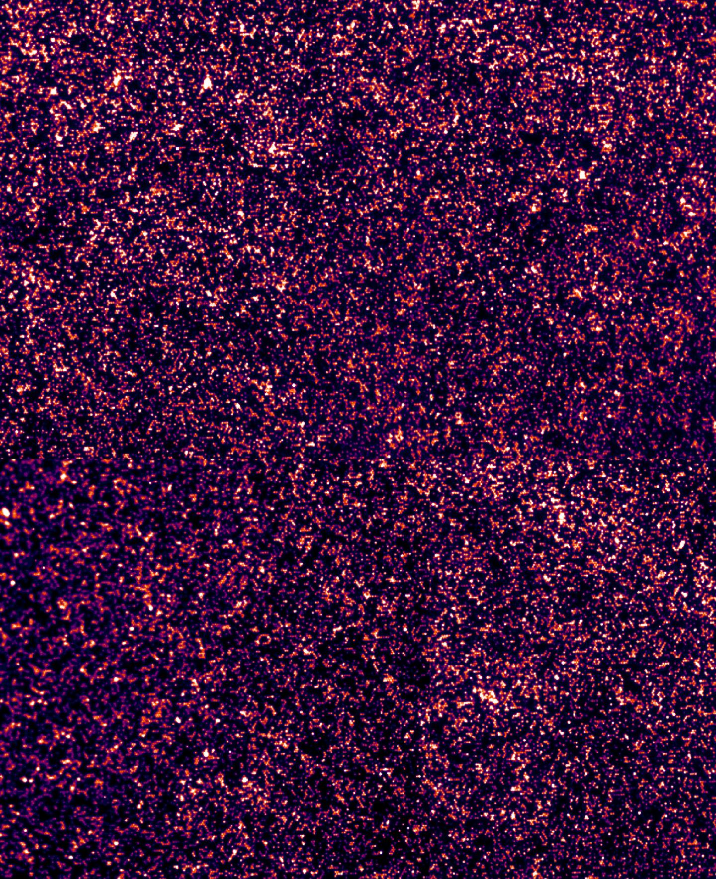 CHAMP: Chip Hybridized Affinity Mapping Platform