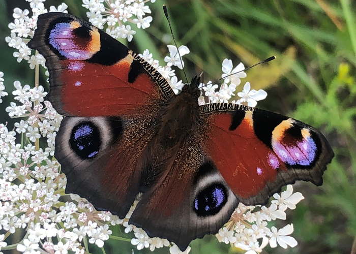 Peacock butterfly