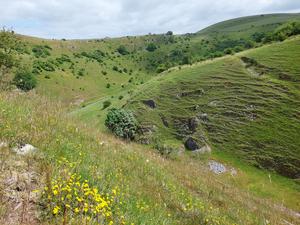 Grassland in the Derbyshire Dales