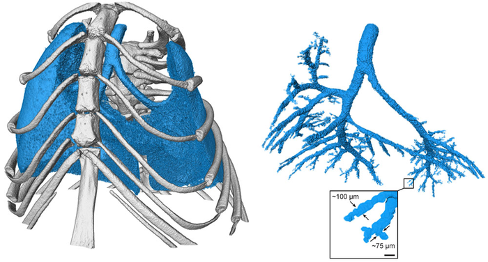 3D image of mouse lungs
