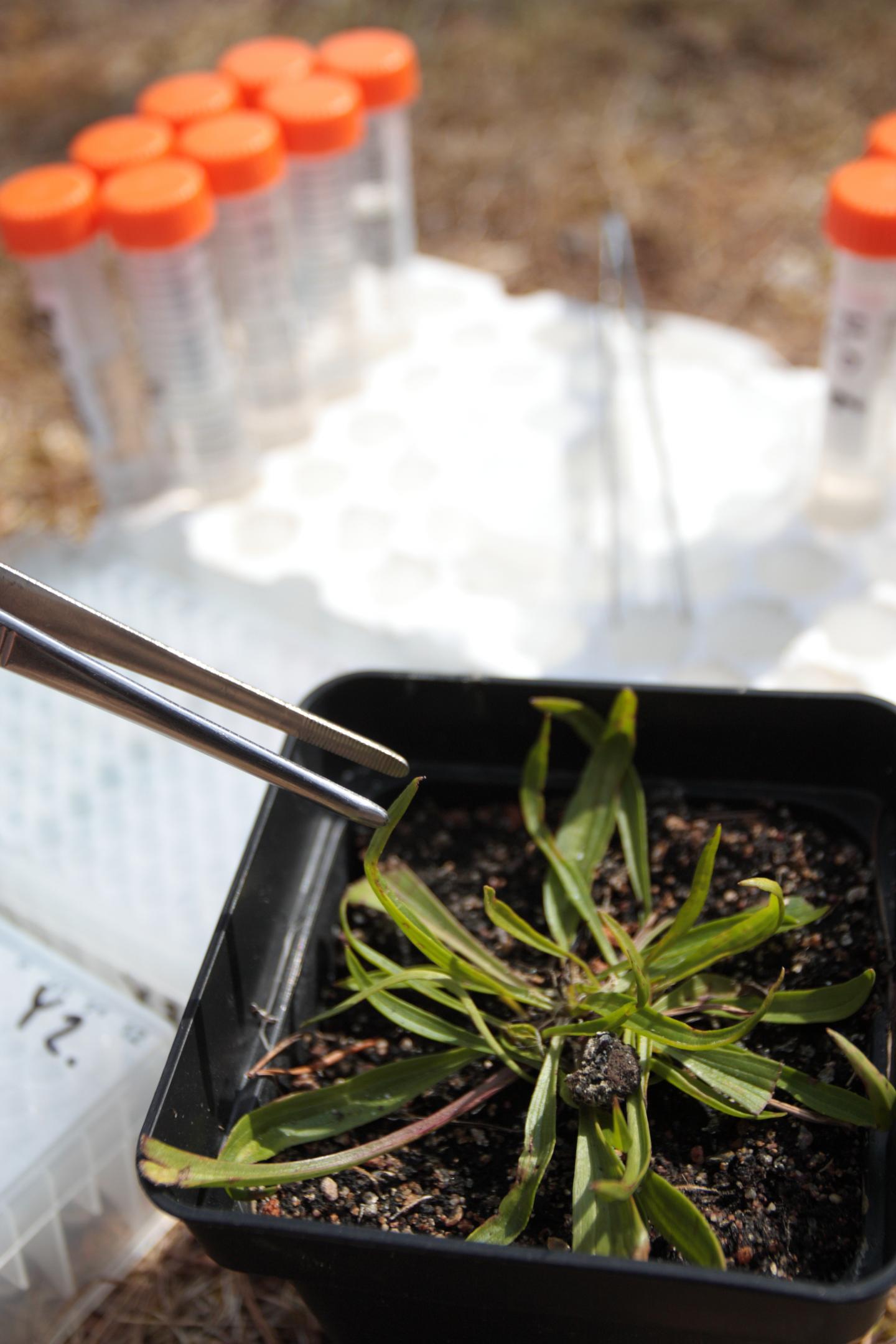 DNA sampling [IMAGE] | EurekAlert! Science News Releases