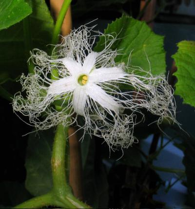 <i>Trichosanthes cucumerina</i>