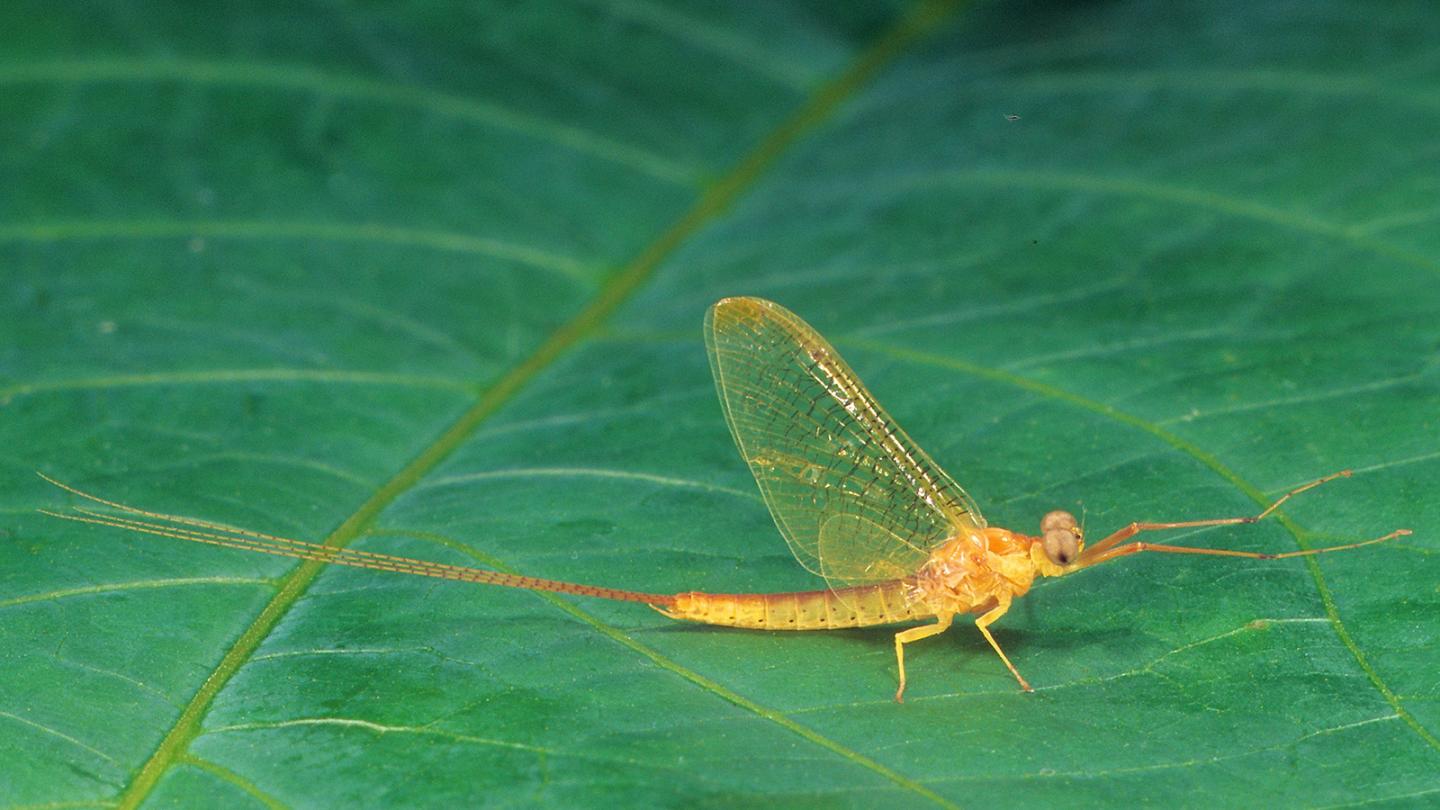 Male Subimago Mayfly