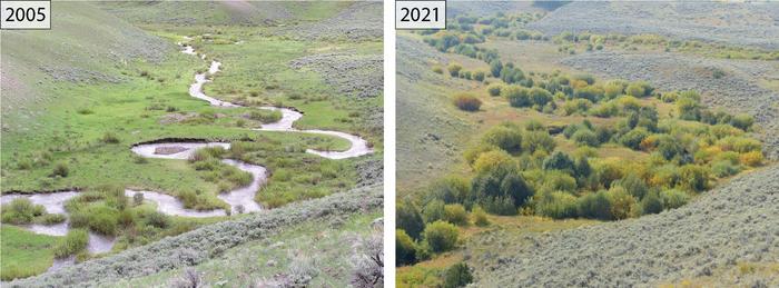 Upstream view of Blacktail Deer Creek in 2005 and 2021, northern range of Yellowstone National Park