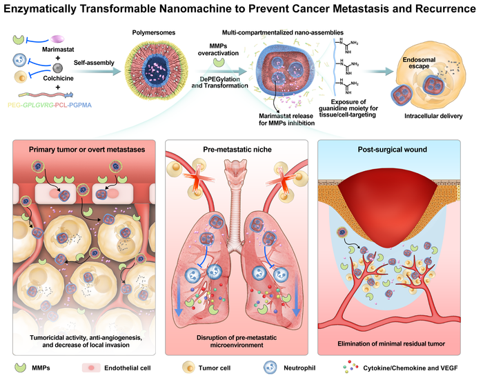 酵素により活性化する高分子ナノソームを用いたがんの転移・再発抑制