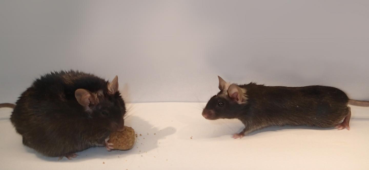 Obesity Caused by Mice Lacking Enzyme in Brain Cells