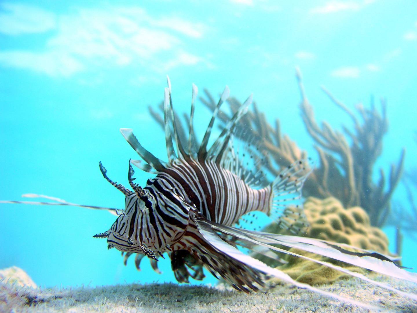 Lion Fish