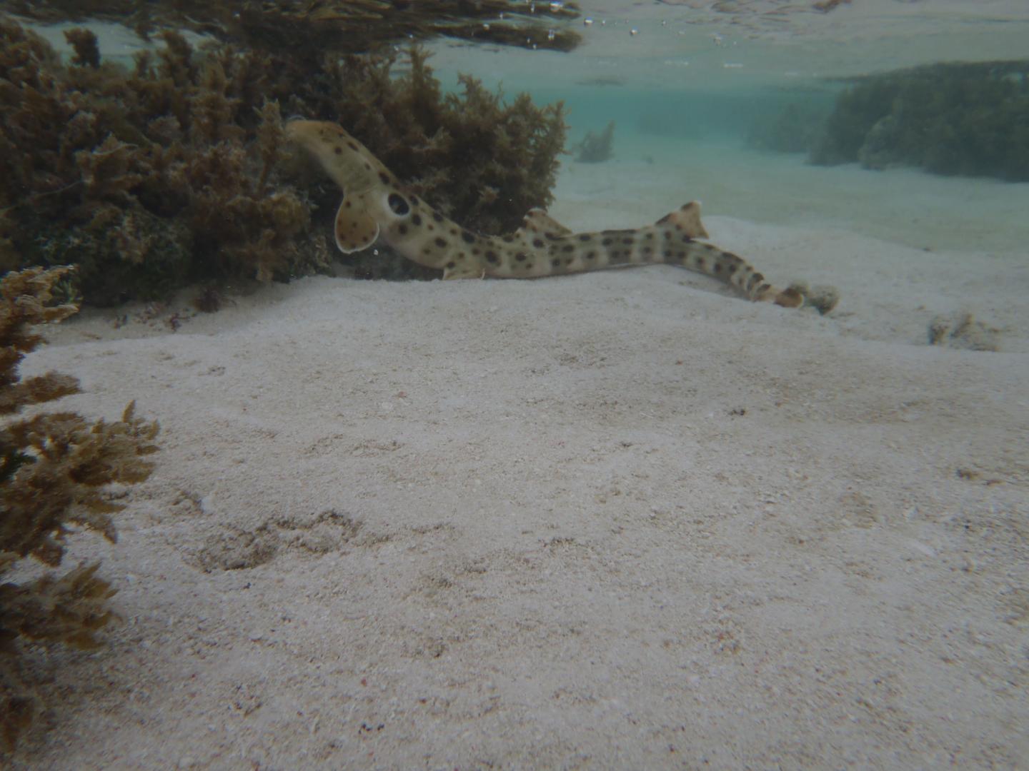 Epaulette Shark (1 of 3)